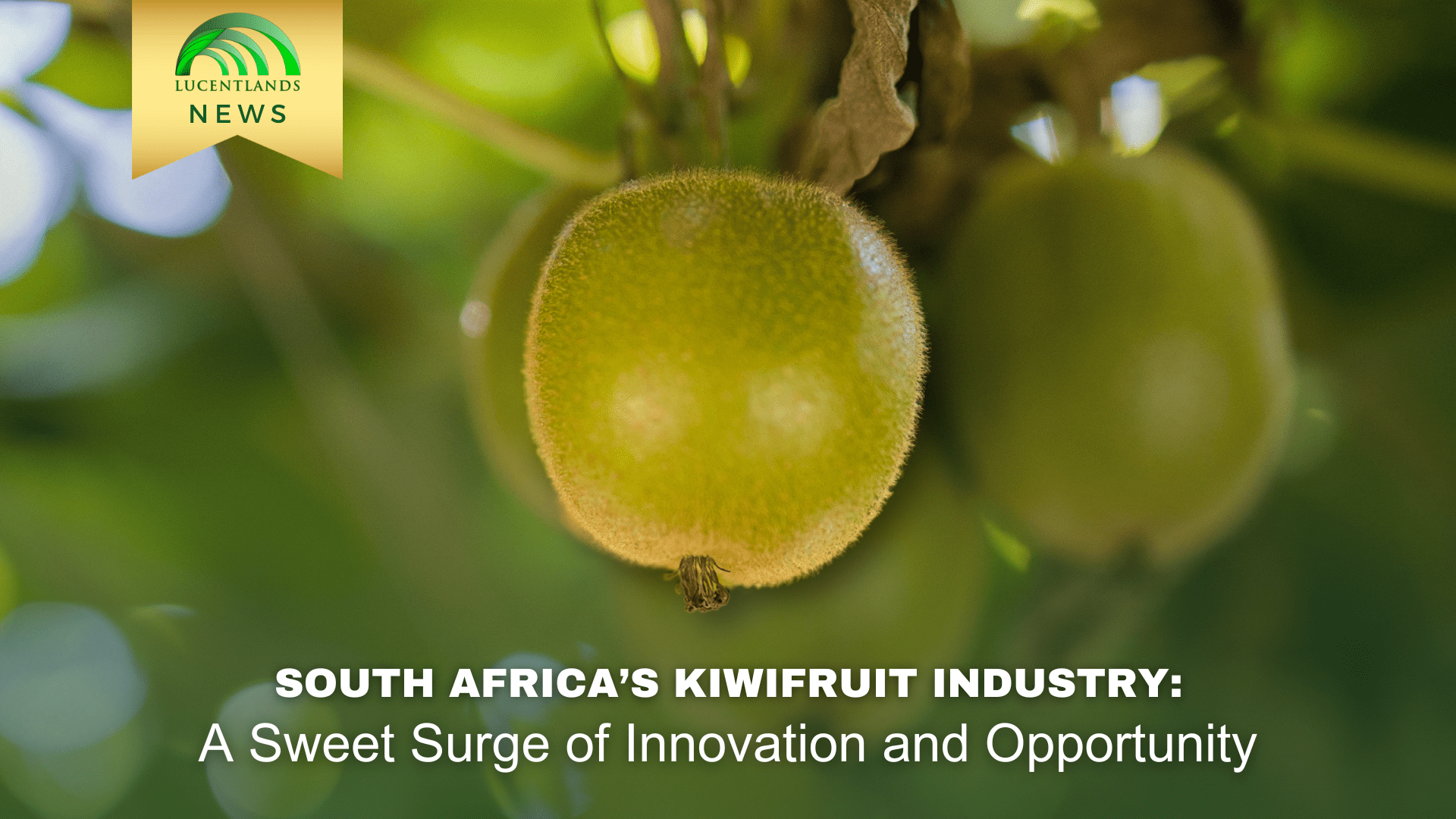 South African kiwifruit industry