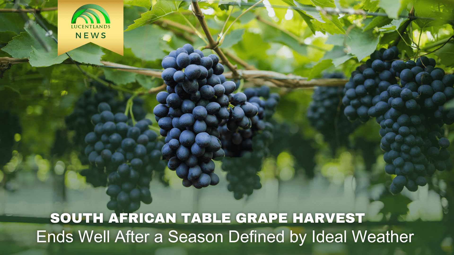 South African table grape harvest